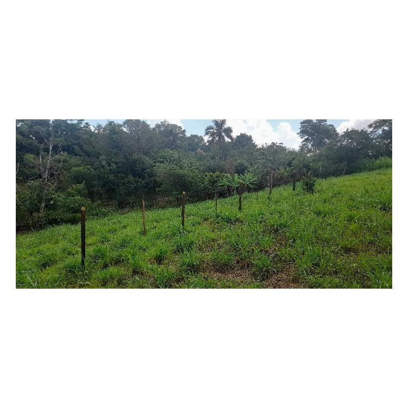 Lote 2 - Departamento Alto Parana,  San Cristobal